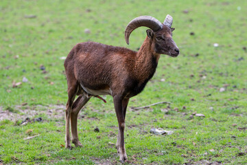 European mouflon (in german Europäischer Mufflon) Ovis gmelini musimon, Ovis orientalis musimon, Ovis aries musimon