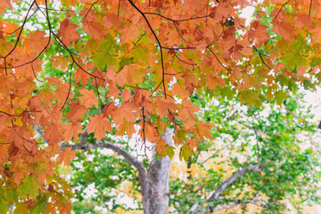 A brilliant orange maple tree with fall foliage and a sycamore tree with green leaves