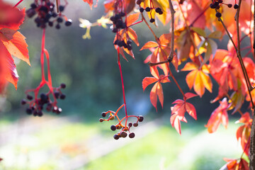 Blue berries of maiden grapes. Autumn leaves grapes. Selective focus. Autumn background. Red leaves of maiden grapes on a blurred multicolored natural background