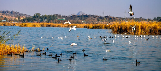 Migrated birds over the salt lake in the Himalayas 