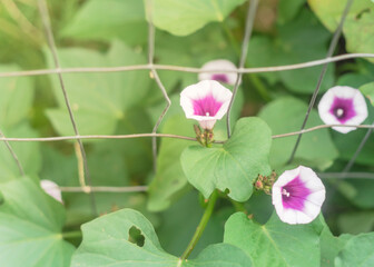 Blossom sweet potato flower near metal trellises at vertical garden near Dallas, Texas, USA