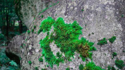 Bright green moss growing on a large boulder in the forest.
