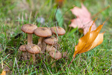 mushrooms on the meadow in autumn