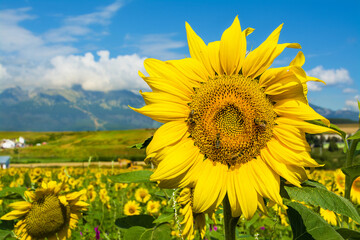 A field of sunflowers, in the background the beautiful landscape of the Tatra Mountains
