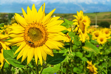 sunflower field, beautiful yellow flowers