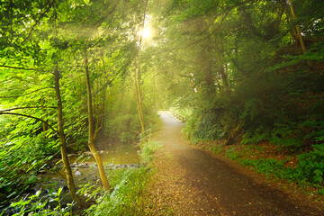 Autumn landscape with foggy sun shining light in