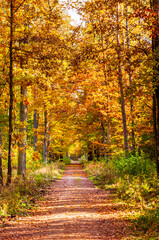 Naklejka na ściany i meble Sunny autumn path in the forest