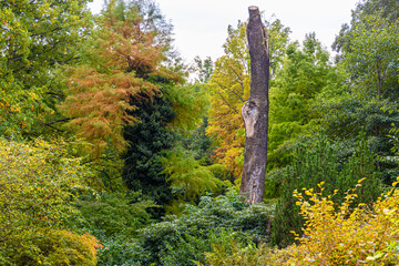 Fototapeta premium Dead tree in the autumn park