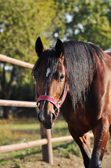 Portrait of a bay horse in a paddock on a sunny day