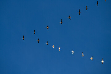 Ducks migrating south