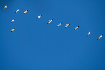 Migrating ducks