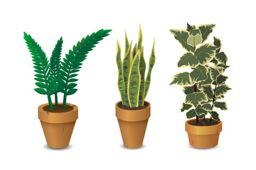 Houseplants, set of potted plants