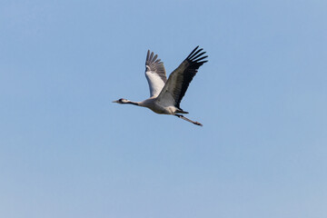 Żuraw Grus grus w czasie lotu, duży ptak z długimi skrzydłami wzbija się w powietrze, lot nad rezerwatem przyrody