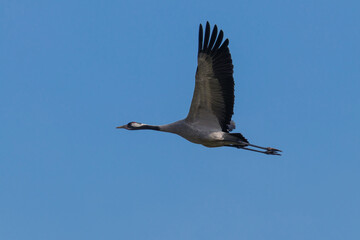 Żuraw Grus grus w czasie lotu, duży ptak z długimi skrzydłami wzbija się w powietrze, lot nad rezerwatem przyrody