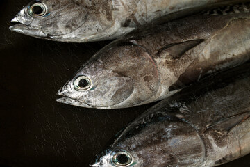 fresh mackerel on a black background