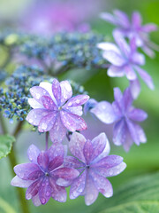 雨上がりのアジサイ