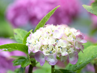 ピンクのアジサイの花