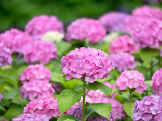 ピンクのアジサイの花
