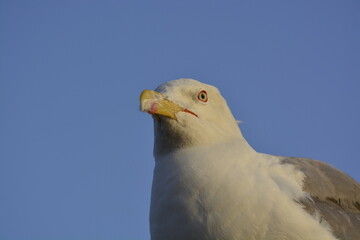 seagull