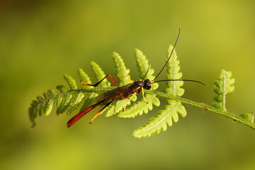 Ichneumon wasp resting on fern frond