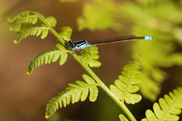 Common Blue-tailed Blue Damselfly resting on a fern frond