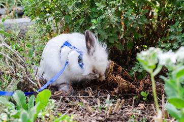little white decorative rabbit washed with paws  in nature on a leash