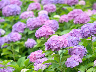 ピンクのアジサイの花