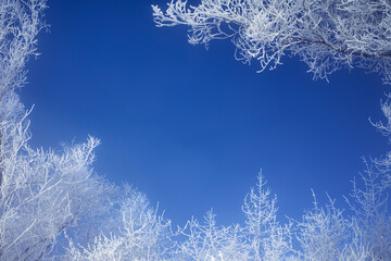 Frosty branches of the winter trees against the blue sky. Winter background - frosty tree branches...