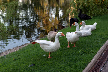 white geese on the shore of the pond in the park