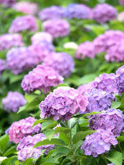 ピンクのアジサイの花
