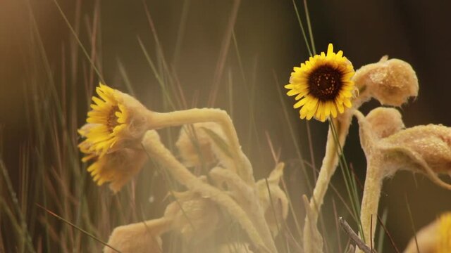 Flor Frailejon  