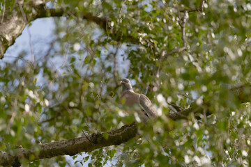 Bright sunlight highlights the face of a wood pigeon amongst leaves.