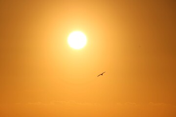 Vogel vor Orange Himmel bei Sonnenuntergang