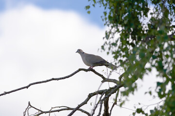 Sunlight catches the red eye of this wild collared dove on a branch