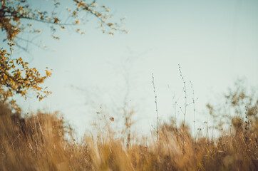 Field grass in the wind with bokeh trees and copy space