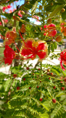 Obraz premium red berries on a tree