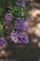 Beautiful flowers in the day.