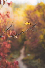 Close up of a branch with dried leaves on a colourful fall blurred background with a forest path