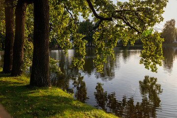 Fototapeta na wymiar old oak trees by the pond with reflection