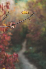 Close up of a branch with dried leaves on a colourful fall blurred background with a forest path