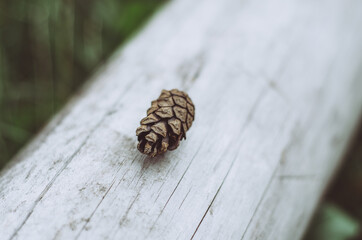 Close up of pine cone on a wood