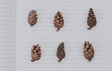 Close up of a diversity of small pine cones lined up on a white notebook 