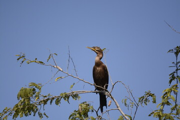 heron on branch