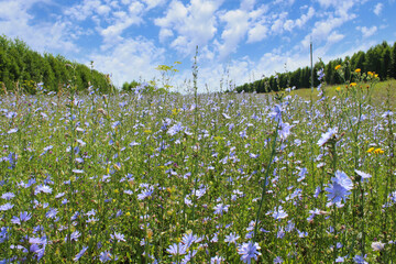 Beautiful chicory flowers and forest. Selective focus. Close-up. Background. Scenery.