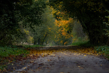 autumn in the forest
