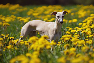 Young fawn and white Whippet dog standing outdoors in a green grass with yellow dandelion flowers in spring