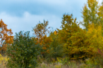 autumn in the forest