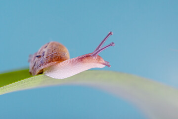 Snail or slug on the age of a leaf looking to light... Hope concept.