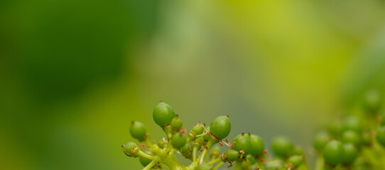 Weintraube - Hintergrund - Copy Space