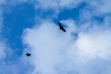 bats and clouds